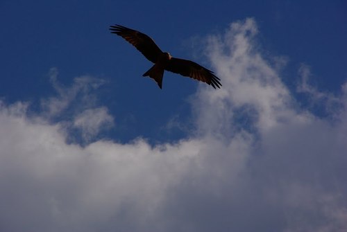 SustainingHope's profile picture. Collaborating w/humanitarians across the ideological spectrum, making lasting changes in developing countries.Care to get over being right & start saving lives?