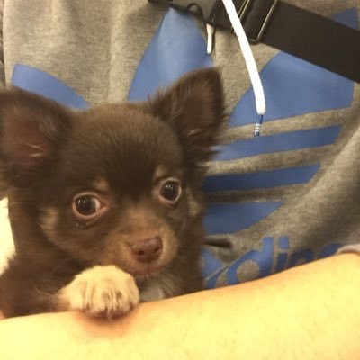 poontasu's profile picture. 新しい家族が増えましたー（笑）