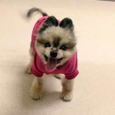 ILoveLucythePom's profile picture. I love daily drive thru rides to Starbucks!