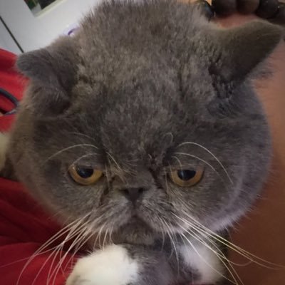 Koalayvon's profile picture. 