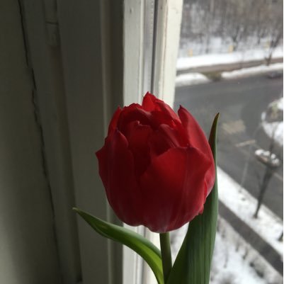 thesadrose3yaho's profile picture. 