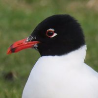 Simon Roddis🦆🦋⚔️⚖️😷 (@ddbirder) 's Twitter Profile