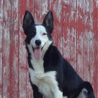 Adam (@robinsonangus5) 's Twitter Profile