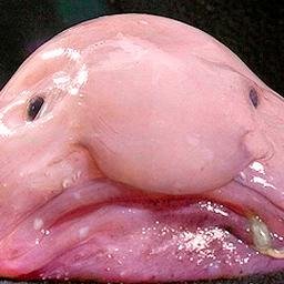 I am thankful for the blob fish