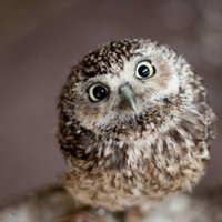 yukie π trouser diablerie (@yukiedupantz) 's Twitter Profile