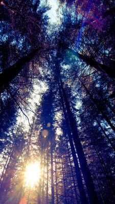 x_floralvibes12's profile picture. 