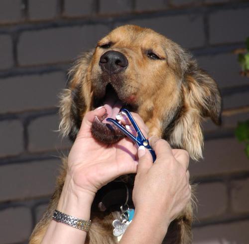 DoggieDentalAID's profile picture. Doggie DentalAID Fido Floss holders:
We Make Flossing Dogs' Teeth Possible. Made in USA.
Available on Amazon. Like us on Facebook. Instagram: @doggiedentalaid