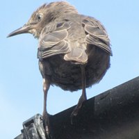 birdsighn (@birdsighn) 's Twitter Profile
