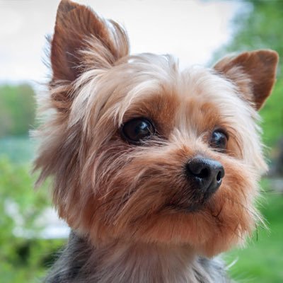 Pepechunchi's profile picture. 