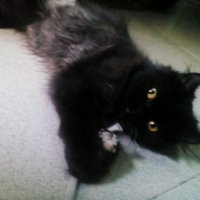 Novi Nuramalina ㄟ″ (@si_kenop) 's Twitter Profile