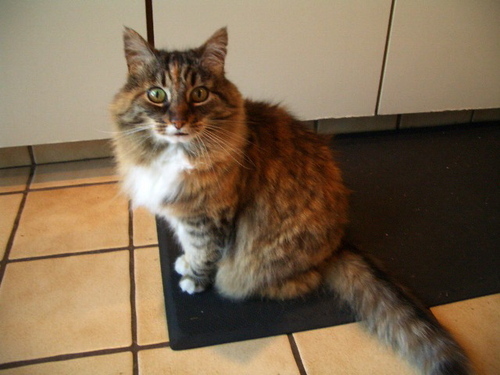 C0ASTAL's profile picture. #GSoW