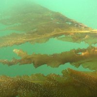 Phil Kerrison (@seaweedphil) 's Twitter Profile Photo Phil Kerrison (@seaweedphil) 's Twitter Profile Photo