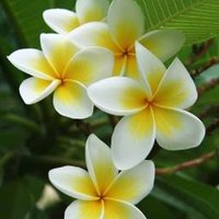 IslandStandardTime (@islandstdtime) 's Twitter Profile