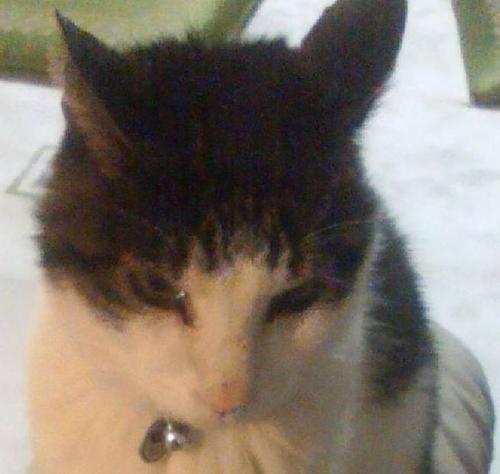 Satsuki_NT's profile picture. エンジニアという職種になって今年で4年目のにゃんこです。見つけてくれた方はフォローよろしくお願いしますm(_ _)m