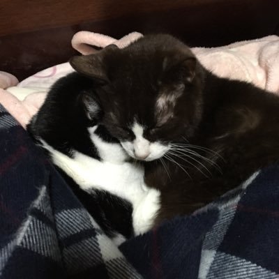 1321_choko_t_n's profile picture. 