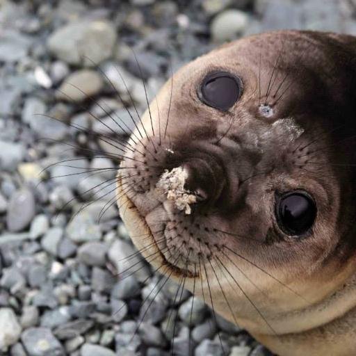 Spatial ecology, applied ecology and conservation. #Drones, wildlife monitoring, birds and pinnipeds. Advocate of #scicomm