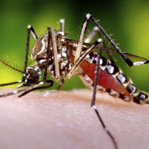 Zika News as it happens