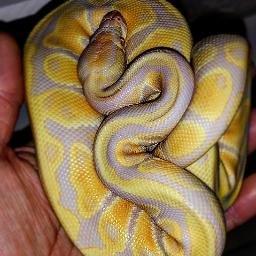 Znakes_Co's profile picture. 