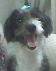 AdestrarcomAmor's profile picture. Adestramento como forma de melhorar a qualidade de vida dos nossos animais.