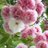 陽菜のアイコン