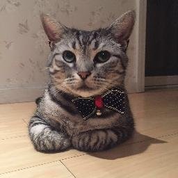 afisheatcat's profile picture. 666