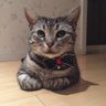 afisheatcat's profile picture. 666