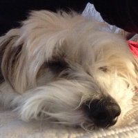 Crozier1 (@trader129) 's Twitter Profile
