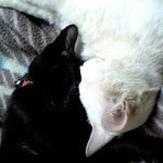 kagimoto's profile picture. 日常生活が苦手。猫が好き。ハロプロが好き。そしてハロプロが好き。あとハロプロも好き（DD)。ショートカットの小野瑞歩さん好きです。ショートカットの平山遊季さん好きです。ショートカットの弓桁朱琴さん好きです。ショートカットの斉藤円香さん好きです。ショートカットの豫風瑠乃さん好きです。ショートカットの櫻井梨央さん好きです。