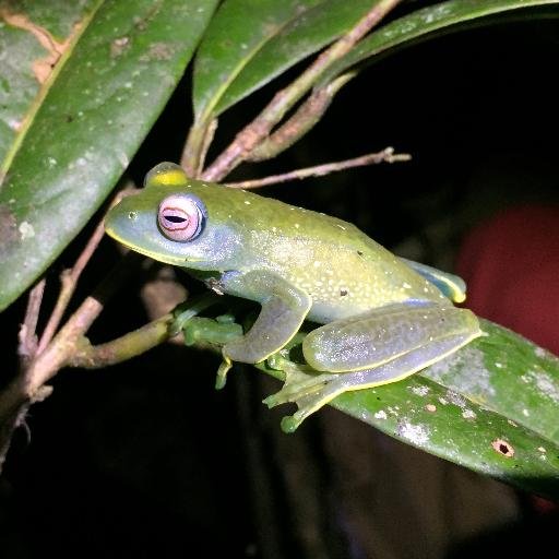 The Batrachochytrium dendrobatidis (Bd) branch of @fisher_lab , Imperial College London working on global amphibian declines caused by the deadly chytrid fungus