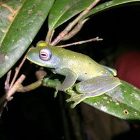 Chytrid Crisis (@chytridcrisis) 's Twitter Profile