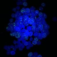 Rossanese Lab (@temt_icr) 's Twitter Profile