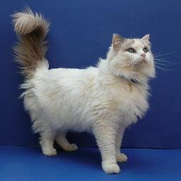 TiffanysBobCat's profile picture. Bob came from a small independent animal rescue in Surrey but he soon blossomed into one of A1 Animal’s star cats! Currently starring in Breakfast At Tiffany's!