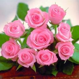 AlisMran1's profile picture. 