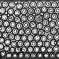 Fraden Lab (@fradenlab) 's Twitter Profile