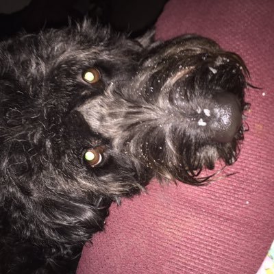 servicedogs61's profile picture. 