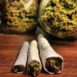 I love everything about cannabis! You should too! :P