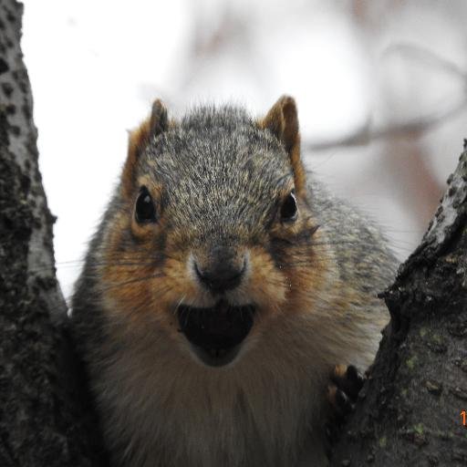 buckeyejuli's profile picture. 