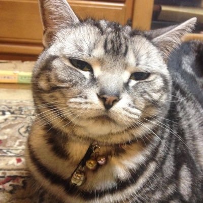 コスモ 俺にだってわからないことくらいある コスモ 俺にだってわからないことくらいある