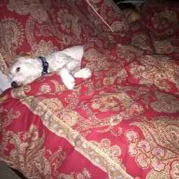 brodymilo's profile picture. 