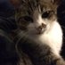 Lynn Holland (@ilovemycat2016) Twitter profile photo Lynn Holland (@ilovemycat2016) Twitter profile photo