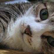 hiyoshiterari's profile picture. 年配の薬剤師鍼灸あん摩マッサージ師。フォロー100前後なので御容赦。誤字脱字RT多目なのでフォローは計画的に。基本生きる全般が面倒くさい。面倒ゆえに何とか心地良くと生活してる。野生の巫者。