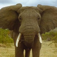 tembo jambo (@tembojambo) 's Twitter Profile