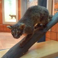 さくさく (@sksk_horishin) 's Twitter Profile