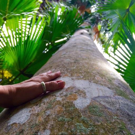 A stream bordered by a shady hammock abounding in palm trees & other tropicals winds through the F.I.T. campus & is the setting for a 15-acre Botanical Garden.