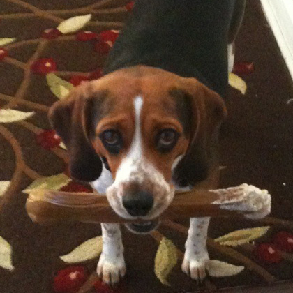 ScoutTheBeagle's profile picture. This is what I eat. I love to eat. I'm not given people food, I have to go find it myself.