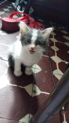 pika4114's profile picture. 