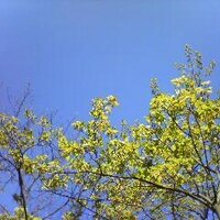 telu (@telu) 's Twitter Profile