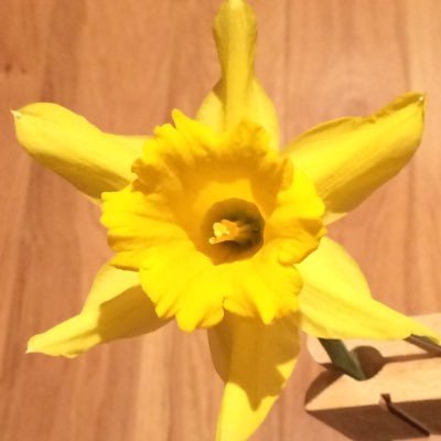 Cork City Daffodil Day volunteers @IrishCancerSoc