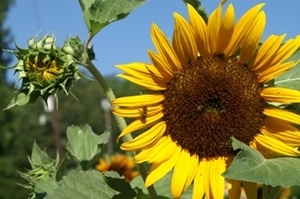 EatLocalCSA's profile picture. Small farm operating as a CSA. We grow local food for local people. Chemical free, fresh food!