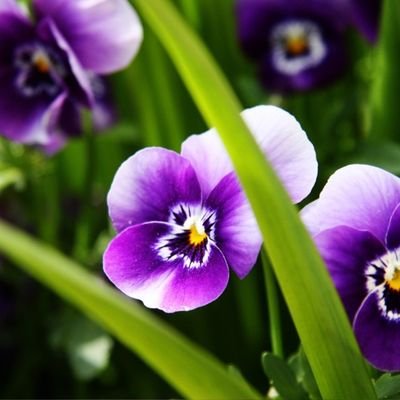 alshaur's profile picture. ‏‏‏‏لسانك لا تذكر به عورة امرﺀٍ ,, فكلك عوراتٌ وللناس ألسنُ